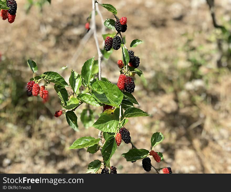 Plant, Berry, Mulberry, Fruit