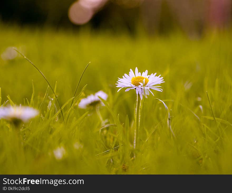 Flower, Yellow, Wildflower, Meadow