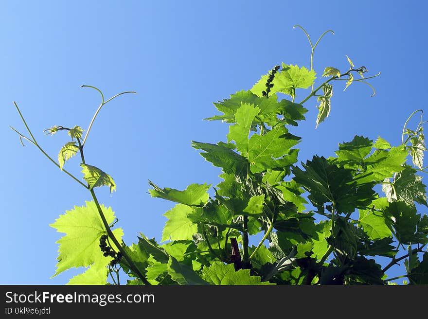 Leaf, Sky, Grapevine Family, Branch