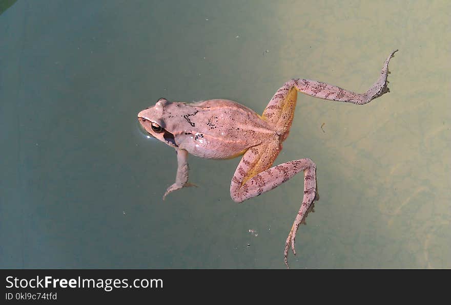 Amphibian, Fauna, Frog, Toad