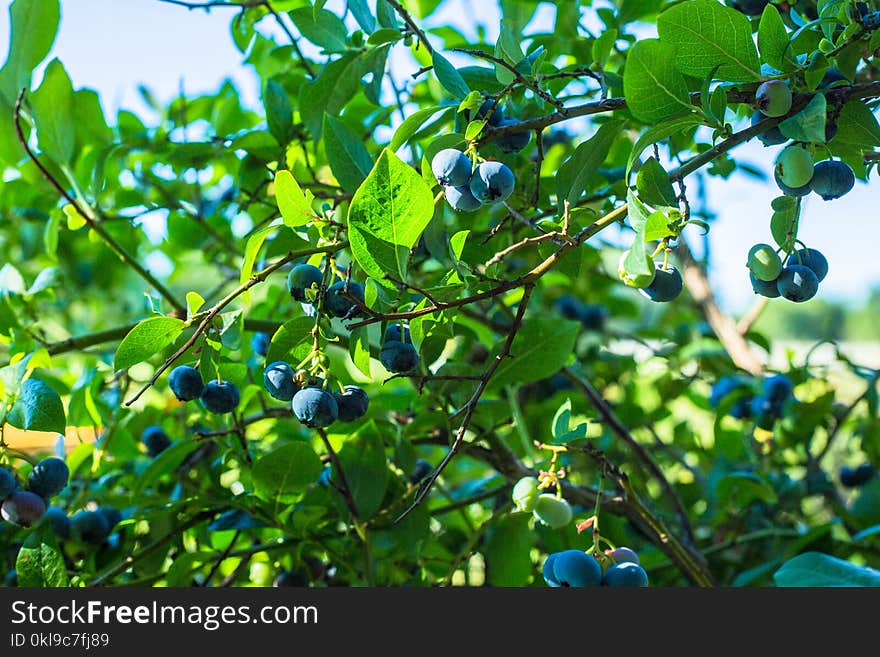 Plant, Bilberry, Tree, Fruit