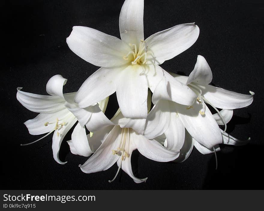 Flower, White, Plant, Lily