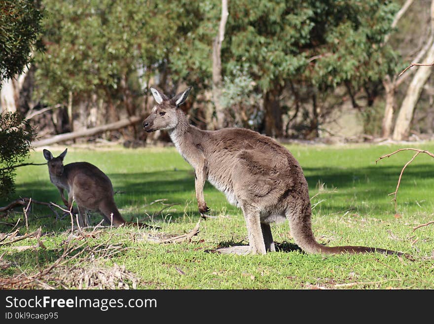 Kangaroo, Macropodidae, Wildlife, Fauna