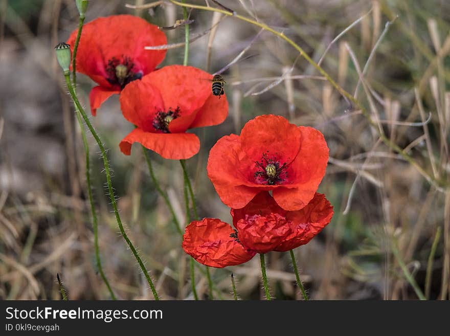 Flower, Wildflower, Coquelicot, Poppy