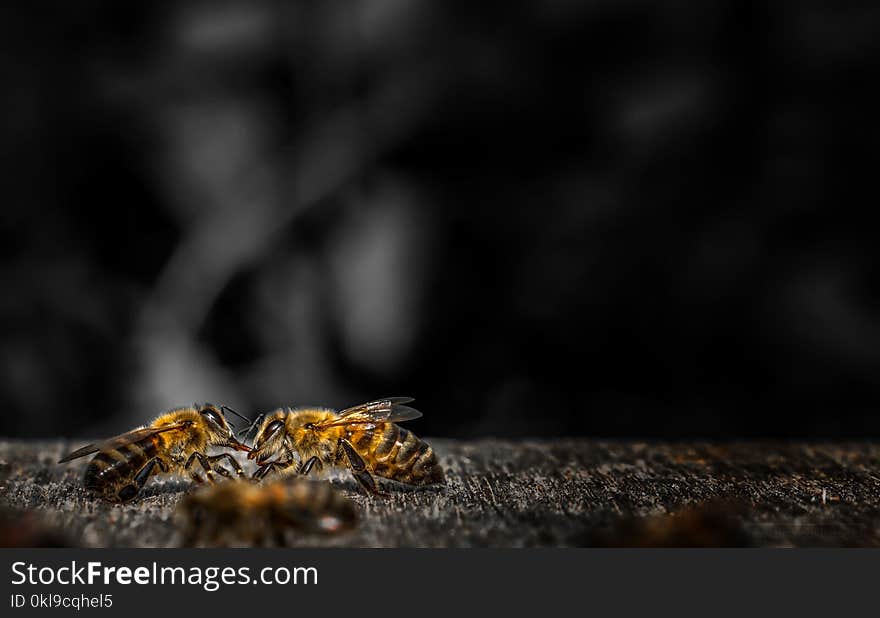 Close Up, Macro Photography, Insect, Membrane Winged Insect