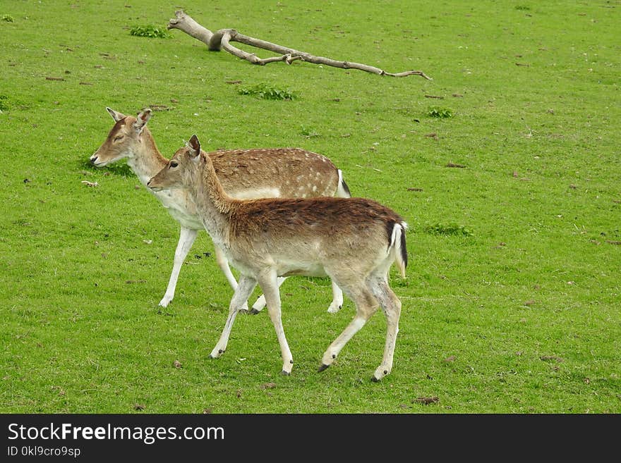 Wildlife, Fauna, Deer, Grassland