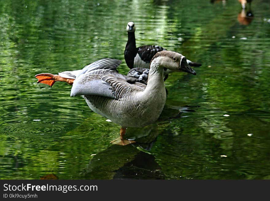 Bird, Water, Duck, Fauna