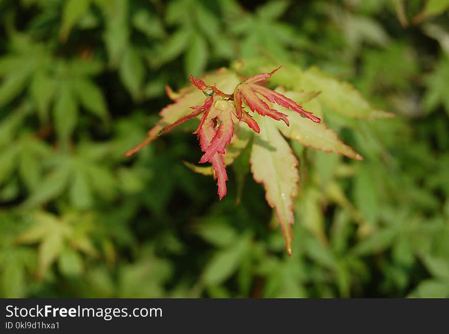 Leaf, Vegetation, Flora, Autumn