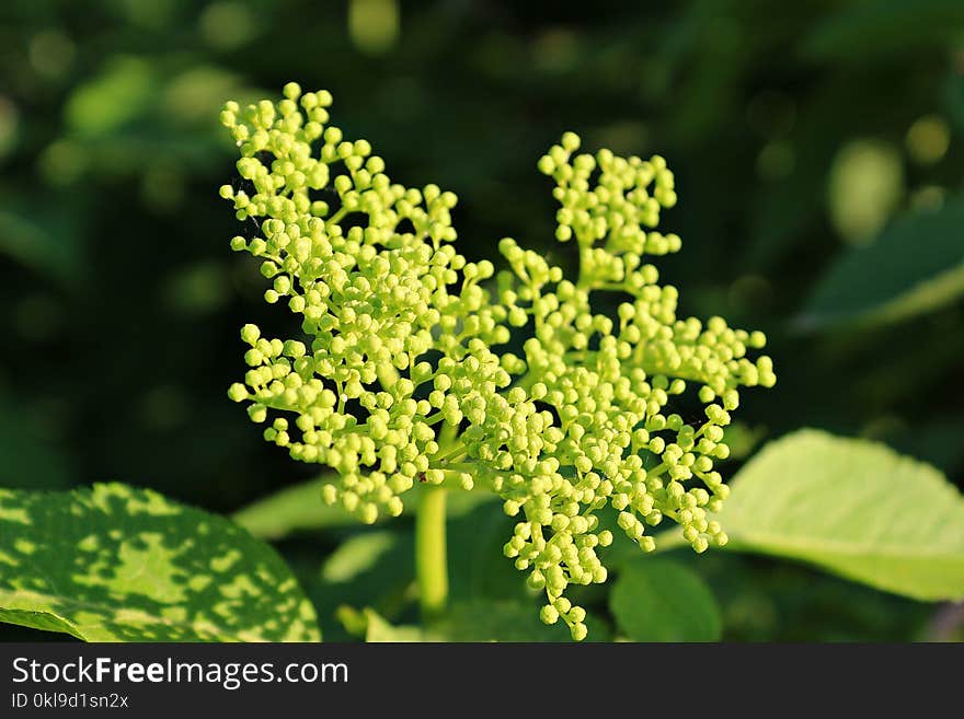 Plant, Apiales, Parsley Family, Subshrub