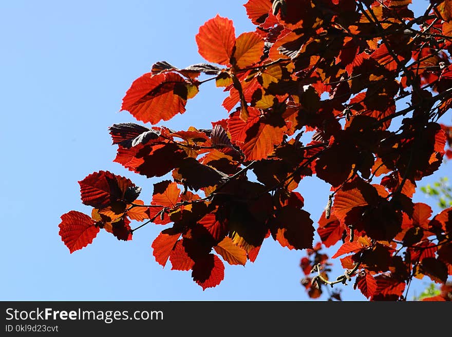 Red, Leaf, Autumn, Flora