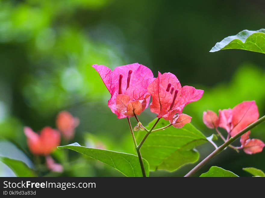 Flower, Plant, Pink, Vegetation