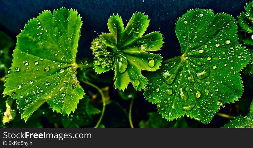 Leaf, Vegetation, Water, Flora