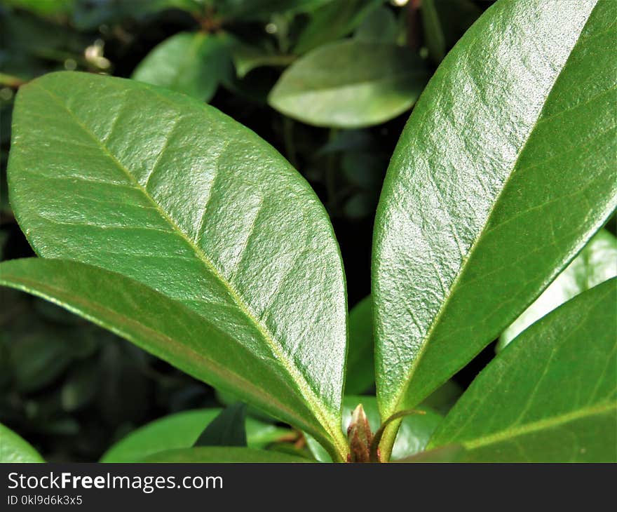 Leaf, Plant, Plant Stem