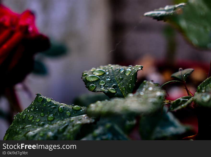 Water, Leaf, Drop, Close Up