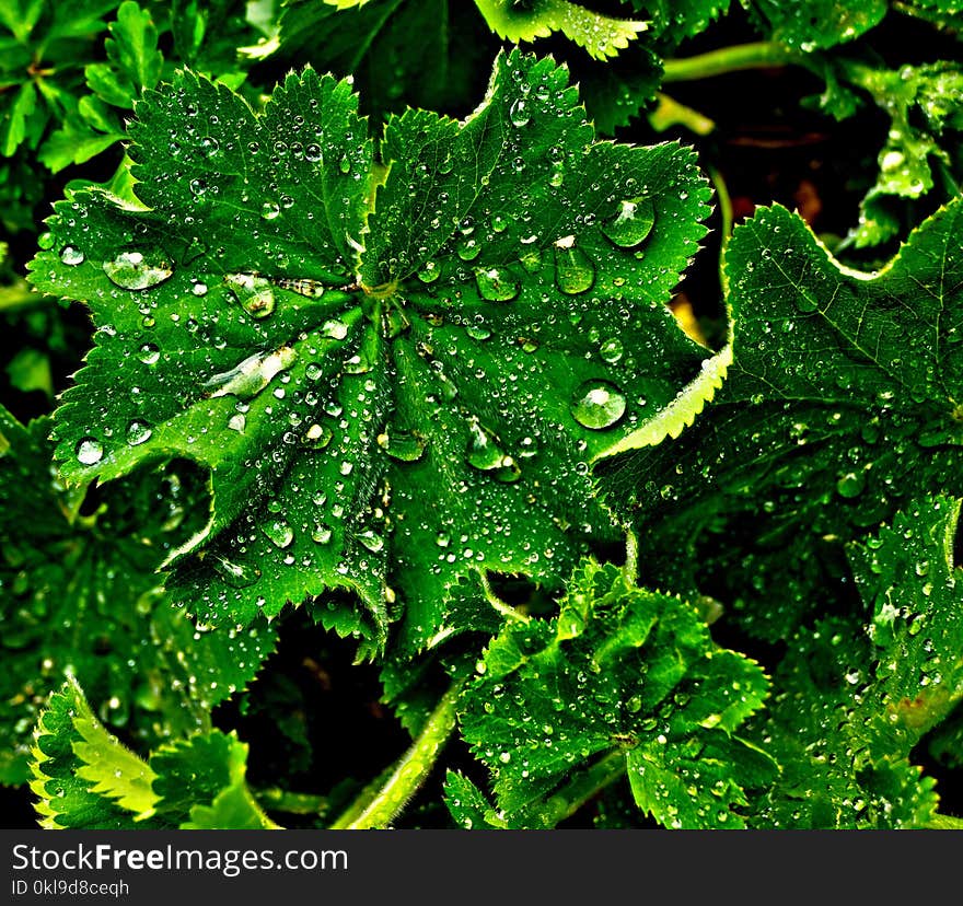 Water, Leaf, Green, Vegetation