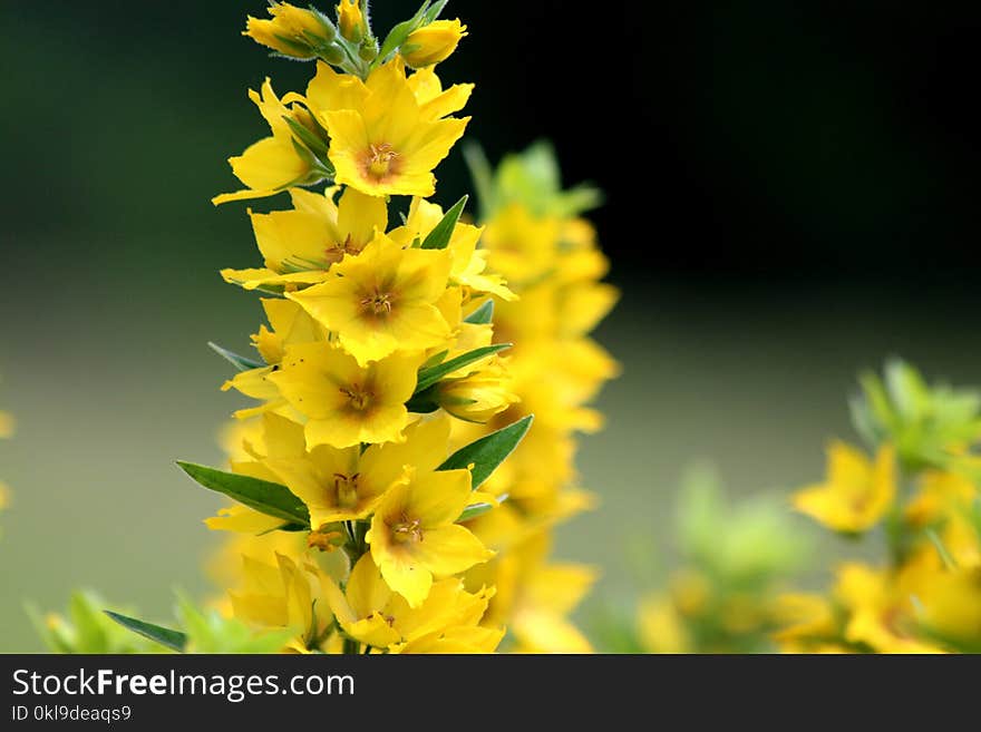 Yellow, Flower, Flora, Plant