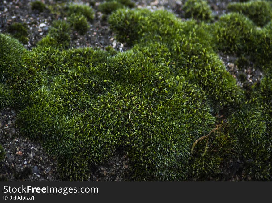 Plant, Vegetation, Ecosystem, Moss