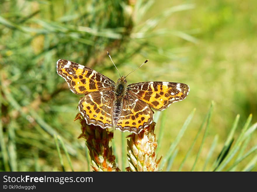 Butterfly, Moths And Butterflies, Insect, Invertebrate