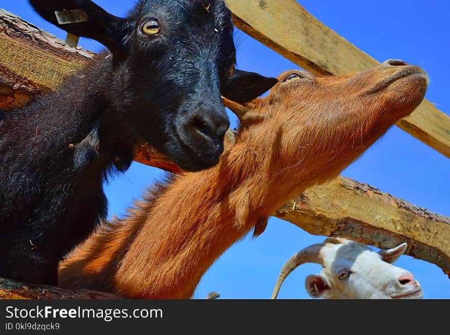 Goats, Goat, Fauna, Horn