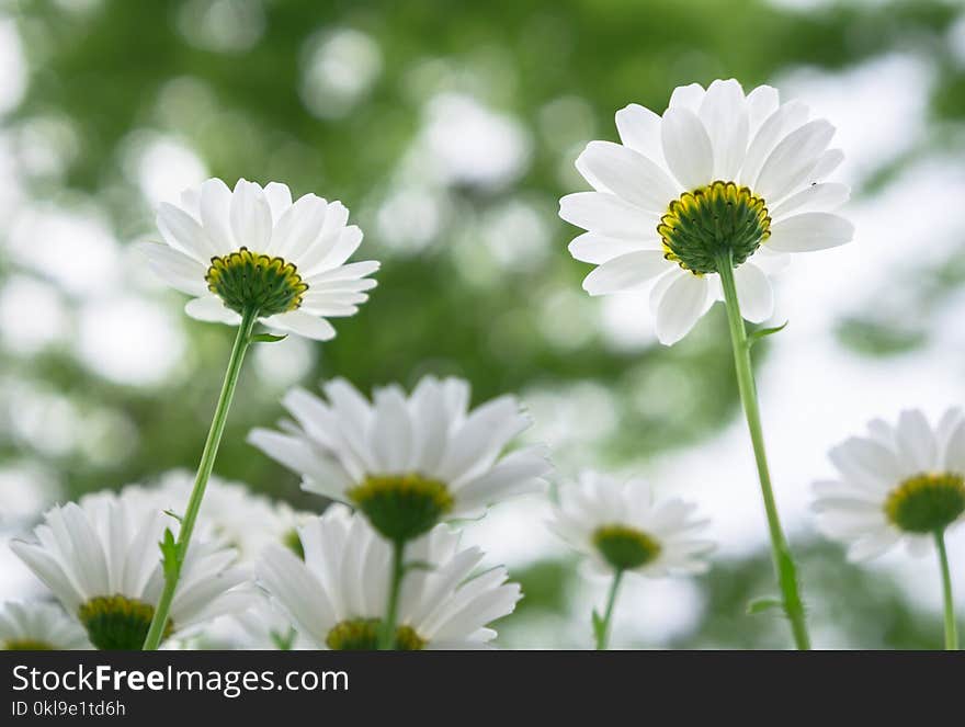 Flower, Oxeye Daisy, Chamaemelum Nobile, Daisy Family