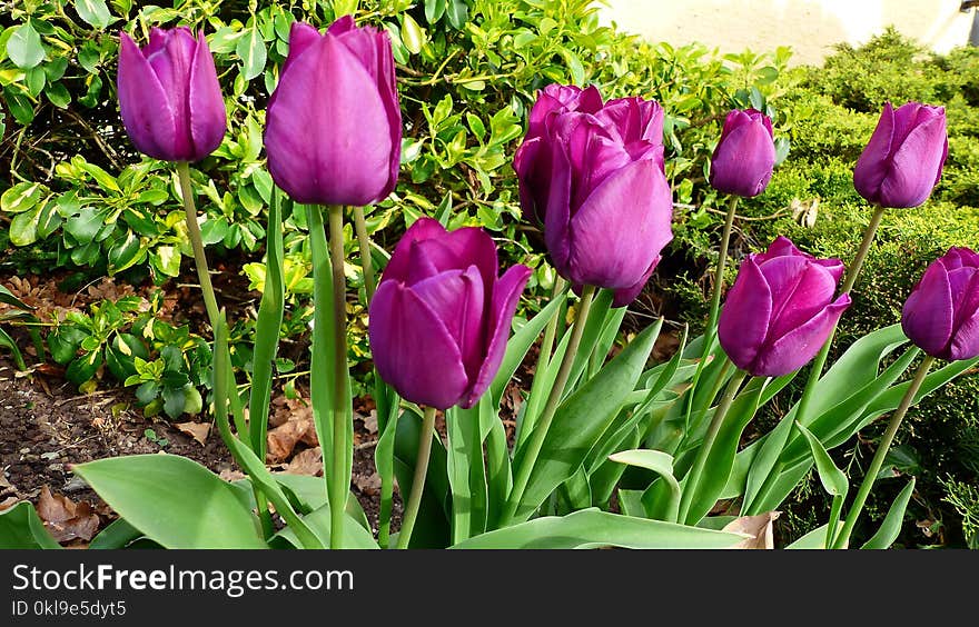 Flower, Plant, Flowering Plant, Tulip