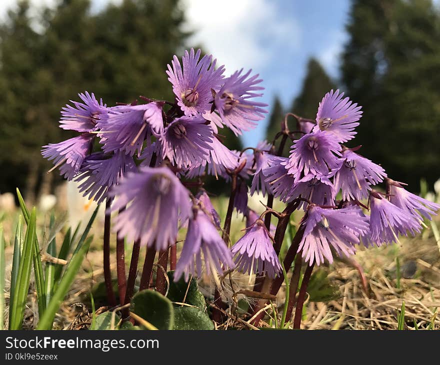 Flower, Plant, Flora, Purple