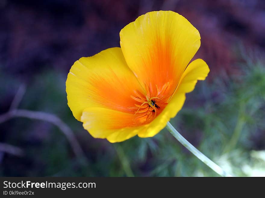 Flower, Yellow, Wildflower, Eschscholzia Californica