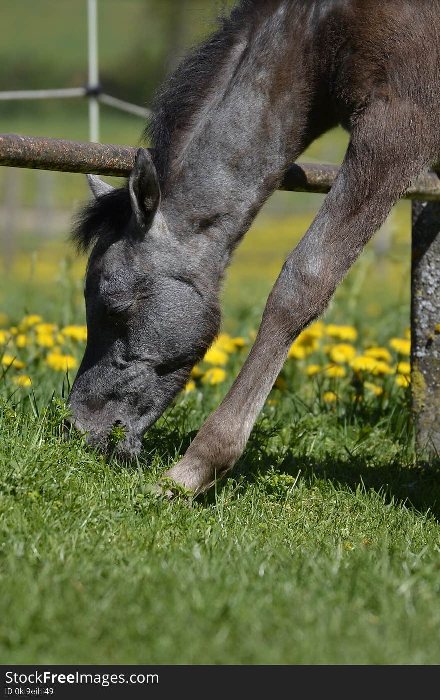 Grass, Pasture, Dog Breed, Grazing