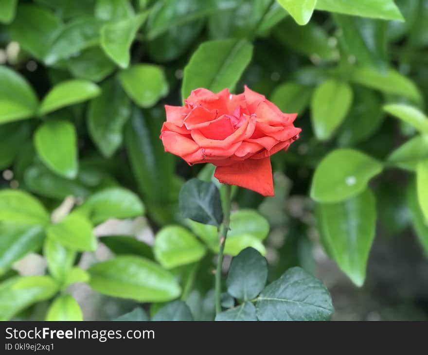 Plant, Flower, Rose Family, Rose