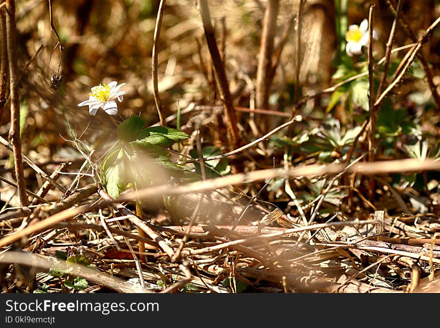 Flora, Plant, Leaf, Fauna