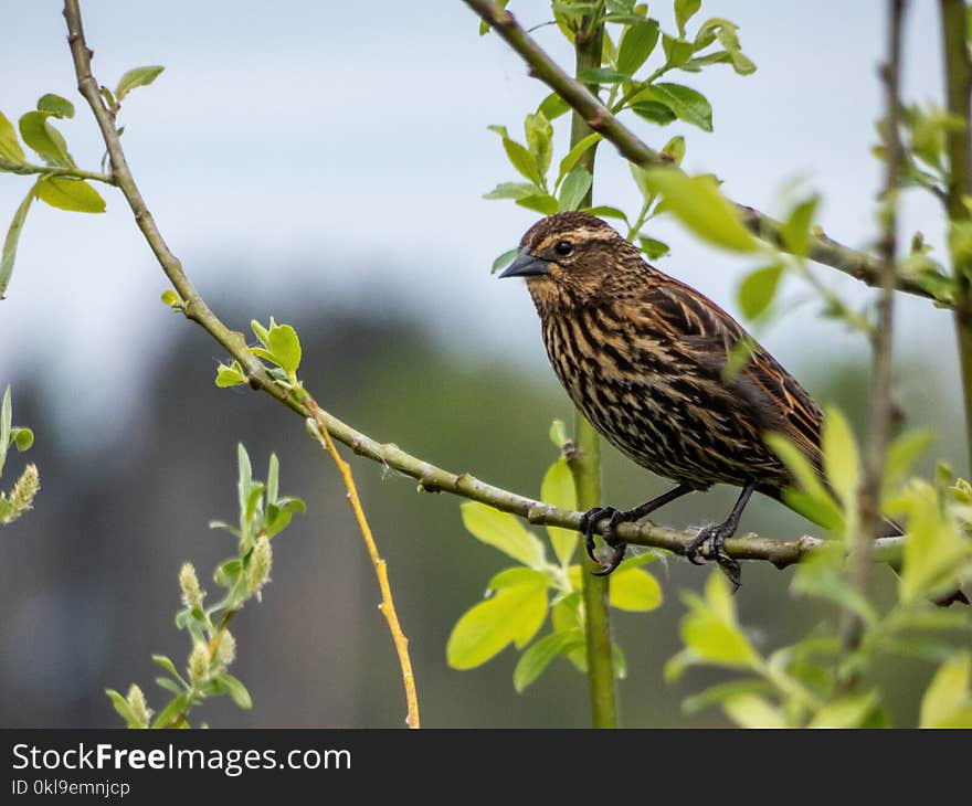 Bird, Beak, Branch, Fauna