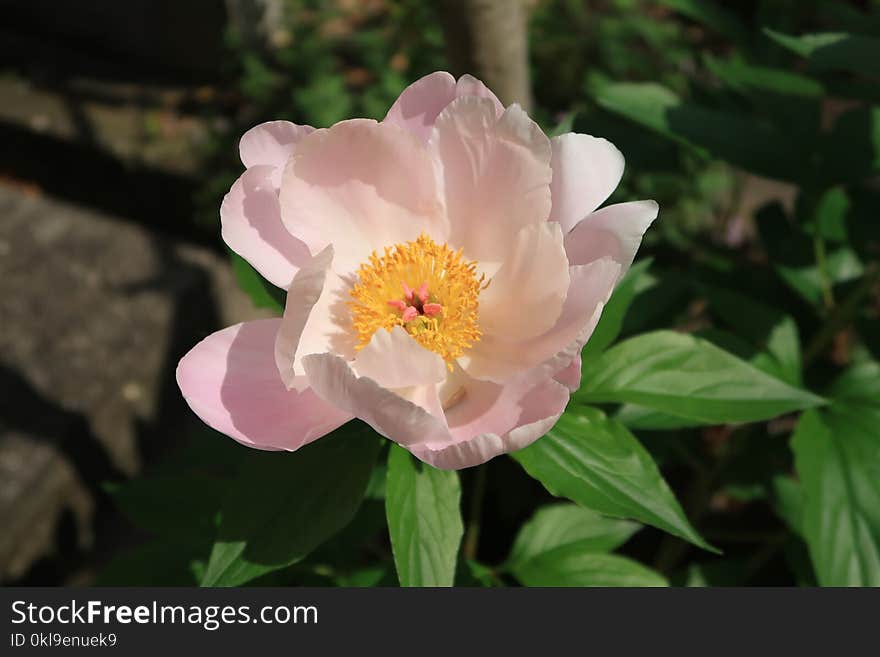 Flower, Plant, Flowering Plant, Peony