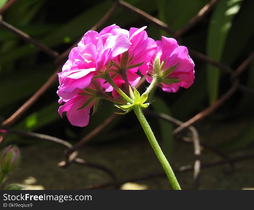 Flower, Plant, Flora, Pink