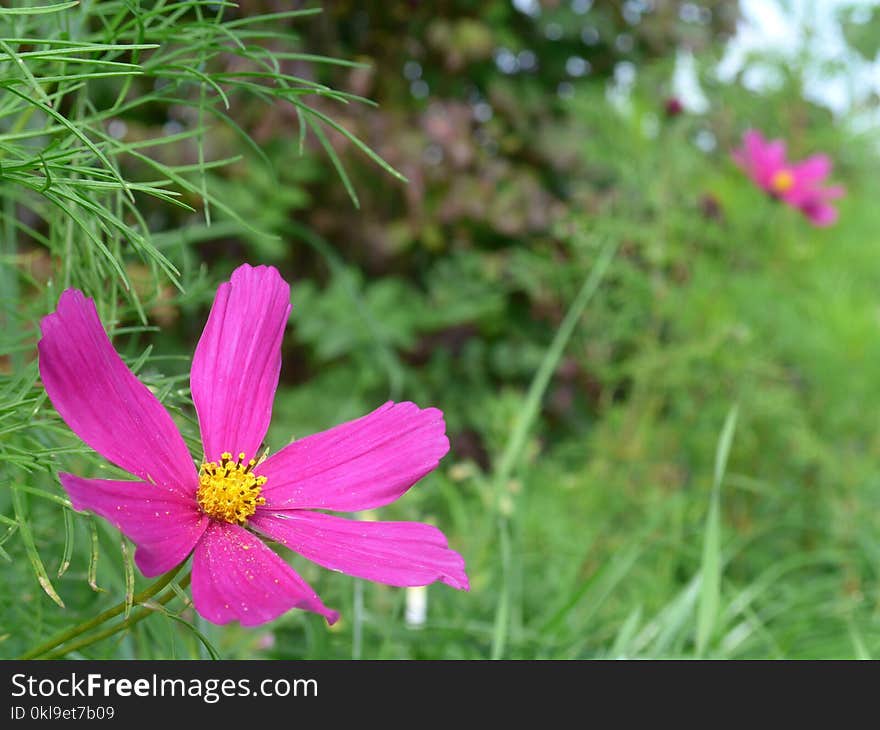 Flower, Garden Cosmos, Flora, Plant