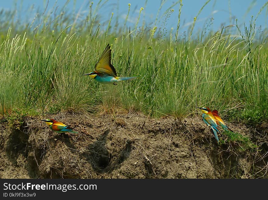 Bird, Ecosystem, Nature Reserve, Fauna