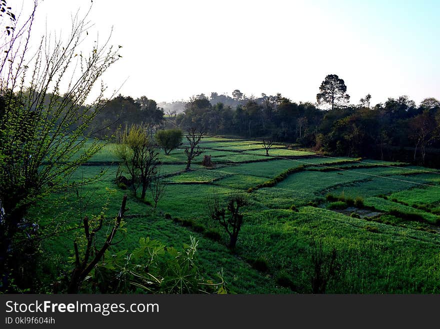 Nature, Vegetation, Grassland, Green