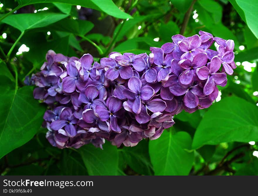 Flower, Plant, Lilac, Purple