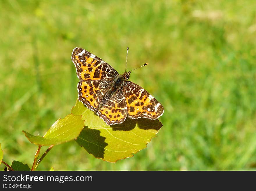 Butterfly, Moths And Butterflies, Insect, Brush Footed Butterfly