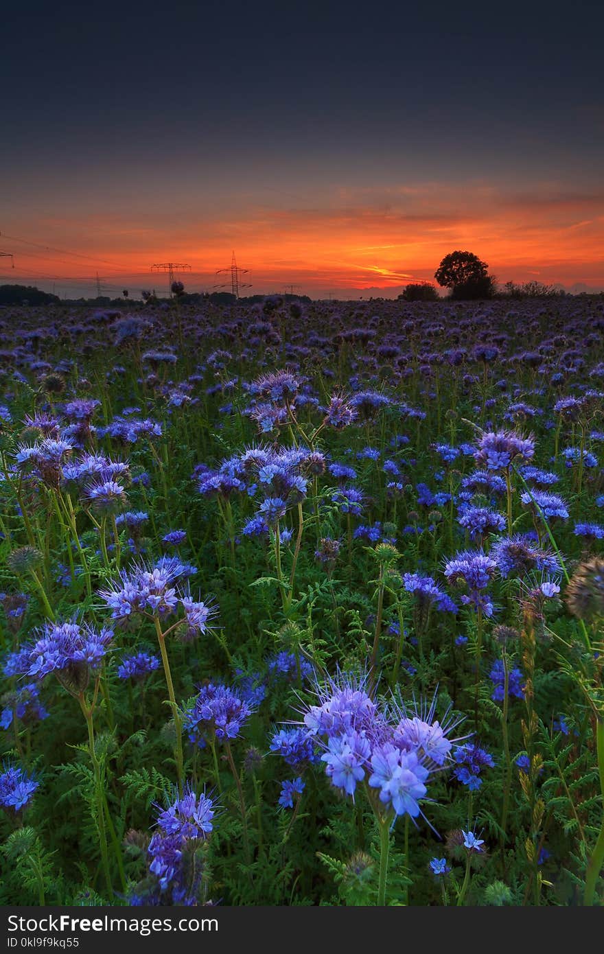 Flower, Wildflower, Sky, Field