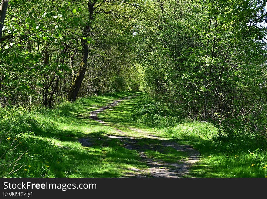 Vegetation, Woodland, Ecosystem, Path