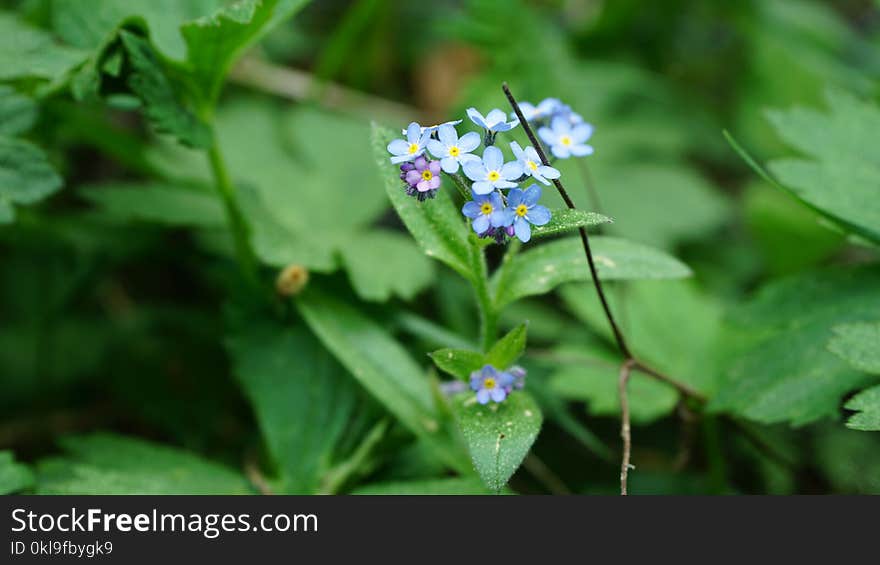 Flower, Plant, Flora, Flowering Plant