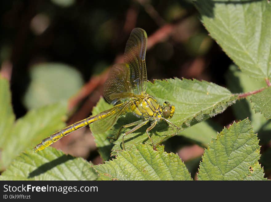 Insect, Fauna, Invertebrate, Leaf