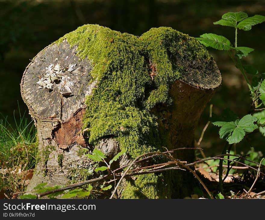 Vegetation, Plant, Flora, Moss