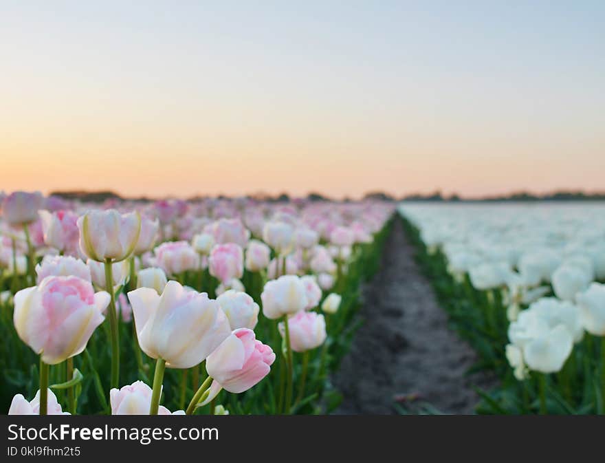 Flower, Flowering Plant, Plant, Field