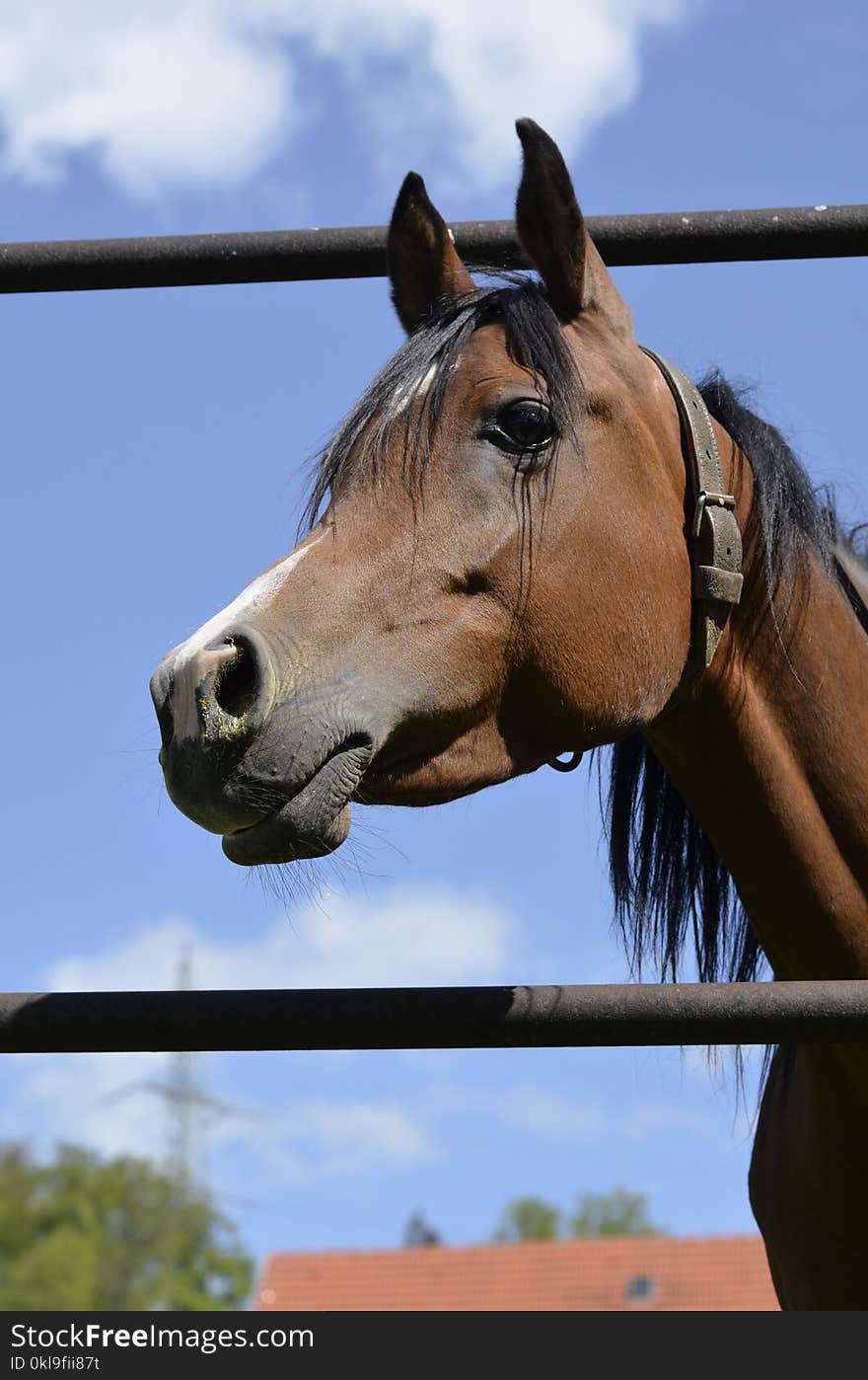 Horse, Bridle, Halter, Horse Tack