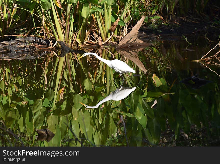 Flora, Plant, Ecosystem, Vegetation