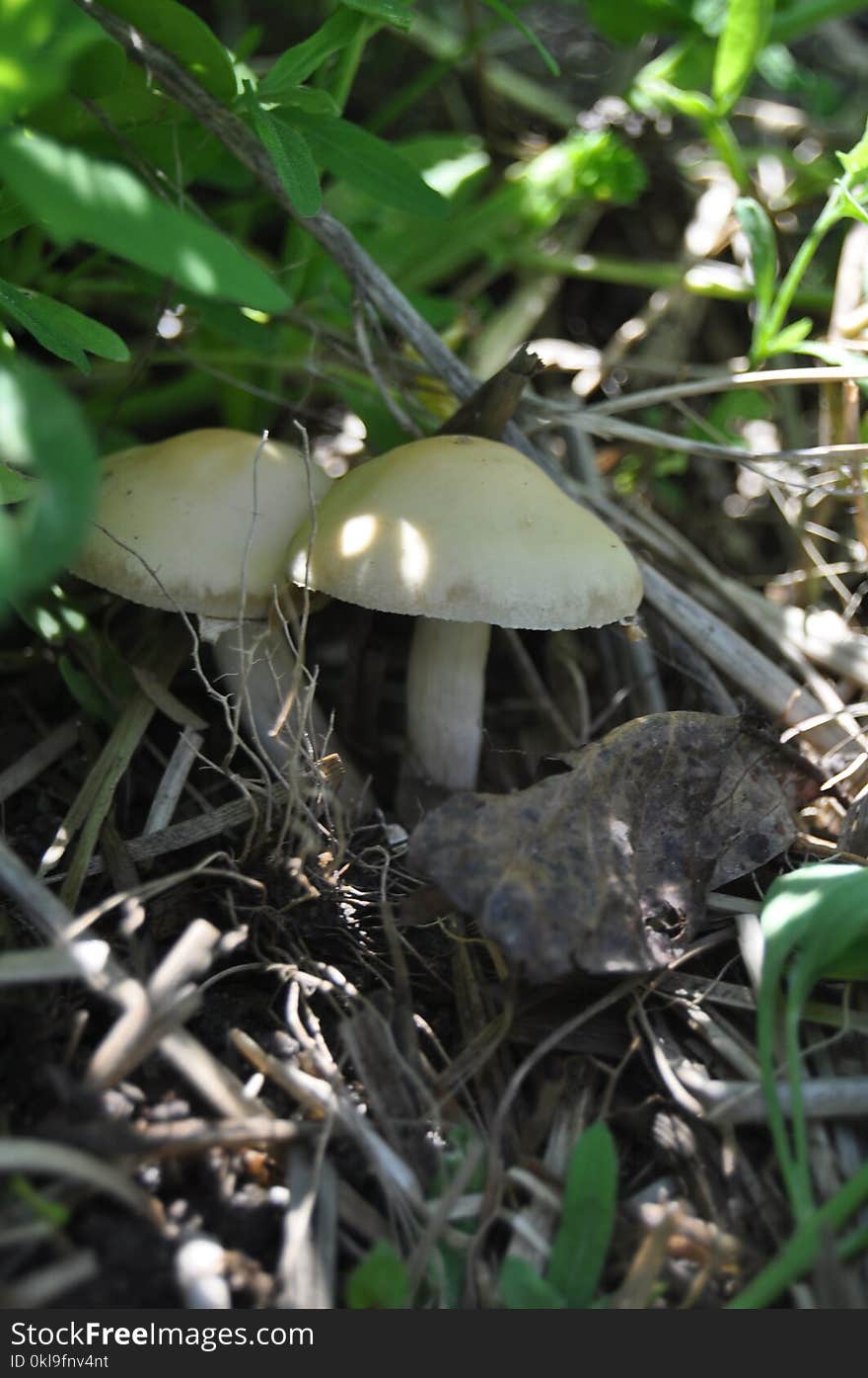 Mushroom, Fungus, Edible Mushroom, Agaricaceae