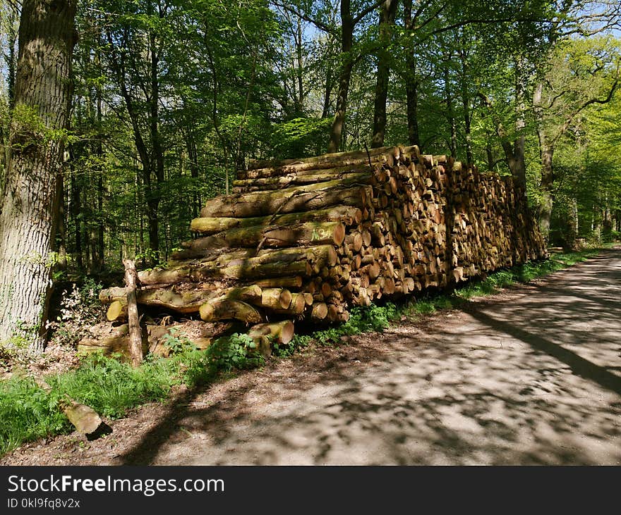 Path, Nature Reserve, Woodland, Tree