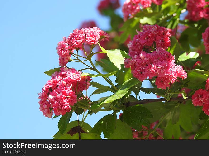 Flower, Plant, Pink, Flora