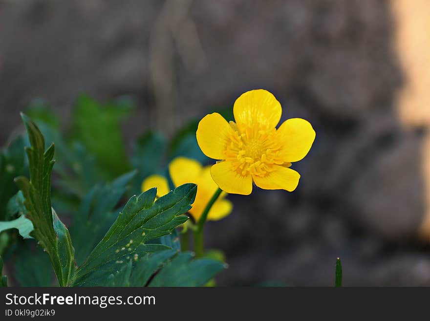 Flower, Yellow, Flora, Wildflower